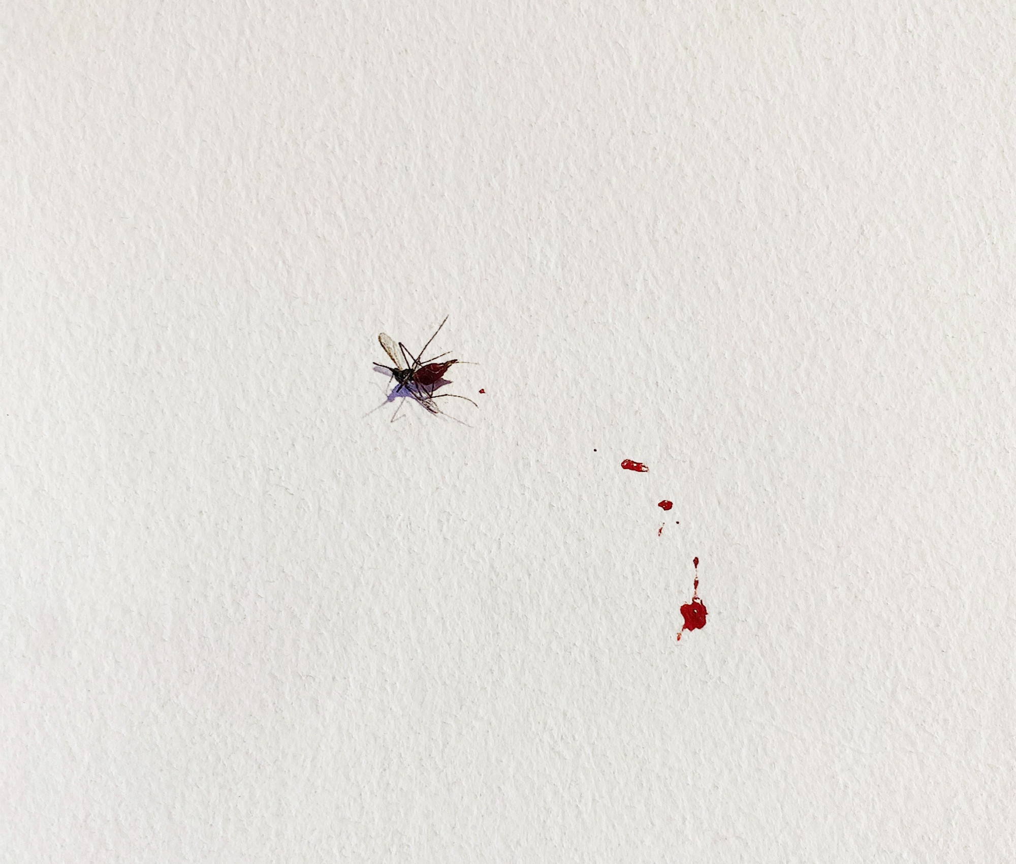 Sin título (Mosquito y Papel), 2017 : Francisco Ugarte