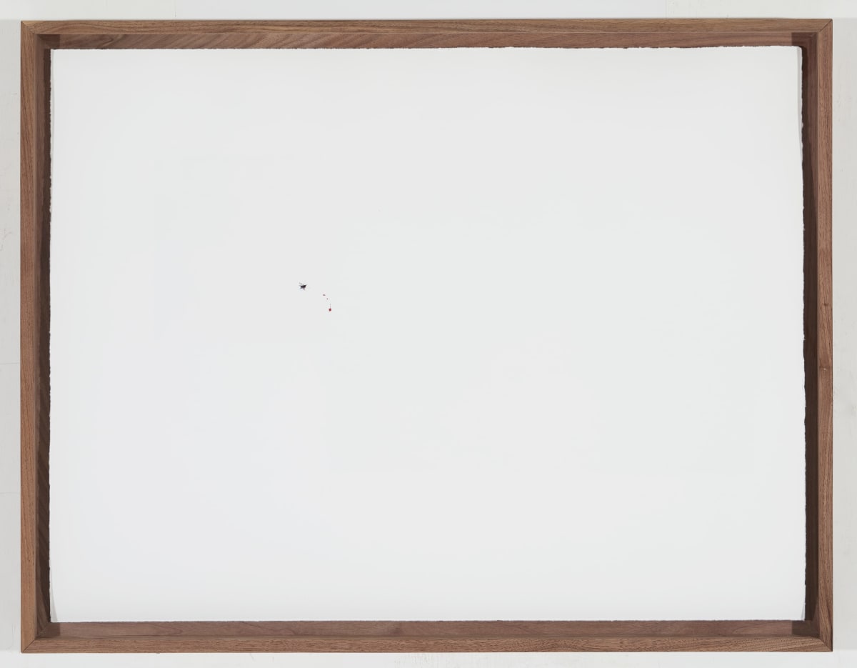 Sin título (Mosquito y Papel), 2017 : Francisco Ugarte